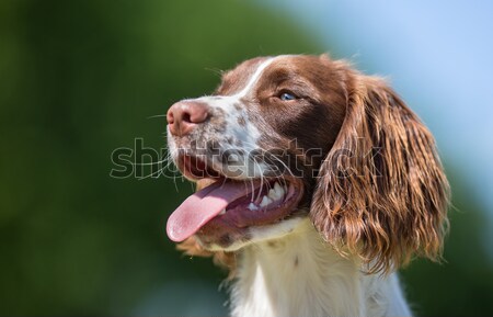 лице Золотистый ретривер красивой чистокровных собак за пределами Сток-фото © bigandt