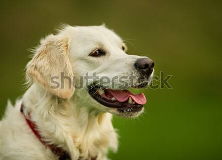 Purebred dog Stock photo © bigandt