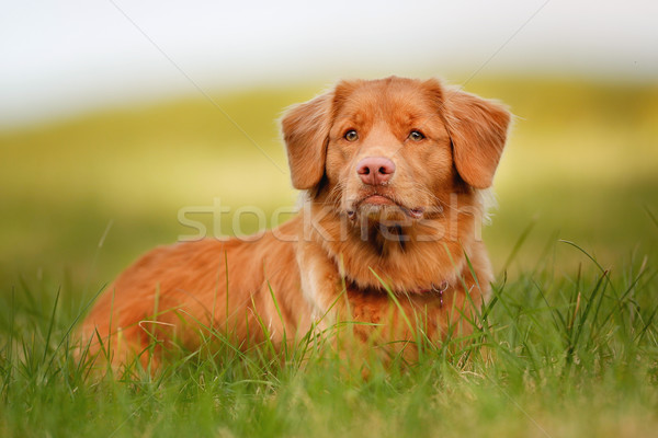 Nova Scotia Duck Tolling Retriever Stock photo © bigandt