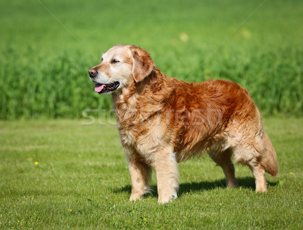 Golden retriever hond buitenshuis zonnige zomer Stockfoto © bigandt