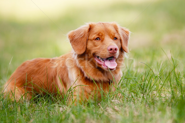 Brown toller dog Stock photo © bigandt
