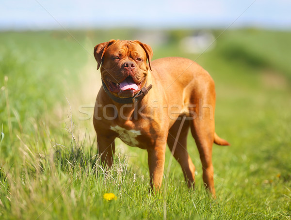 Francia masztiff fajtiszta kutya kint napos nyár Stock fotó © bigandt