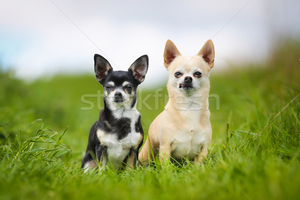 Purebred dogs Stock photo © bigandt