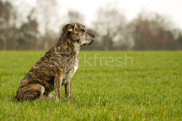 Olasz masztiff kutya keverék sétapálca természet Stock fotó © bigandt