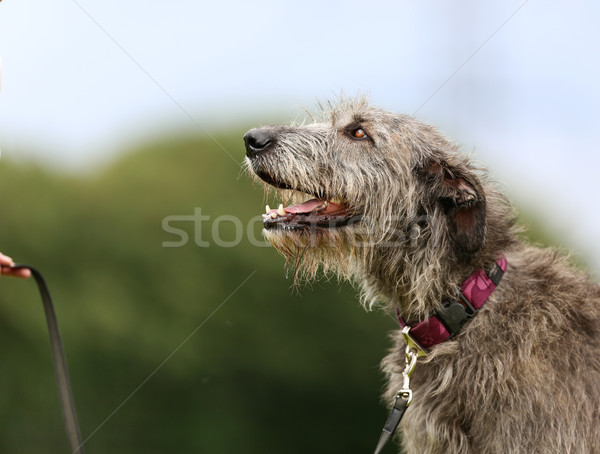 Irlandês cão grande ao ar livre Foto stock © bigandt