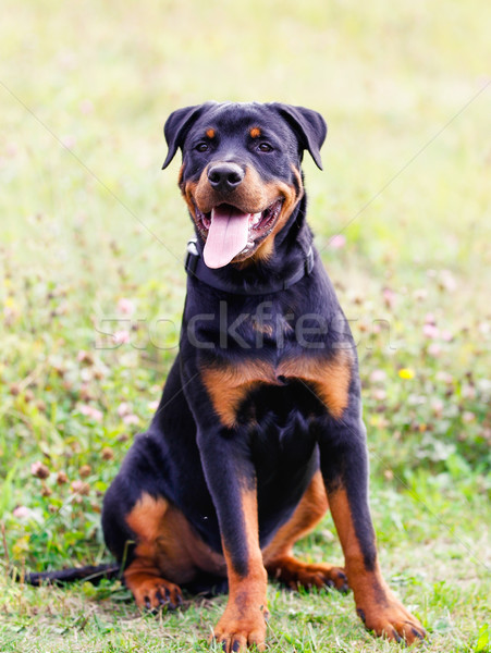 羅威 肖像 狗 相機 草 商業照片 © bigandt