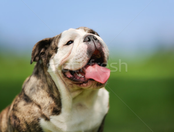 Fajtiszta bulldog felnőtt kint napos nyár Stock fotó © bigandt