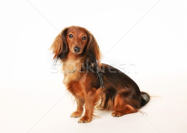 Fajtiszta tacskó portré kutya szemben kamera Stock fotó © bigandt