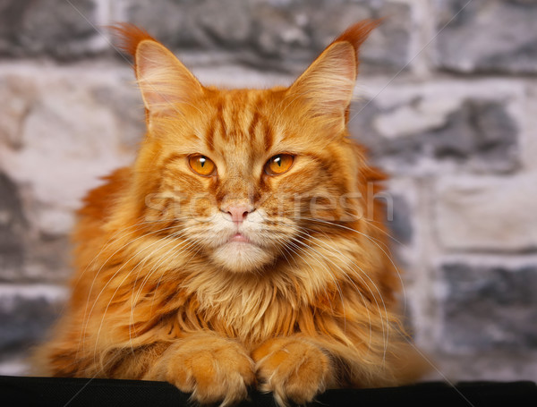 Oranje kat hoofd- poseren fotograaf Stockfoto © bigandt