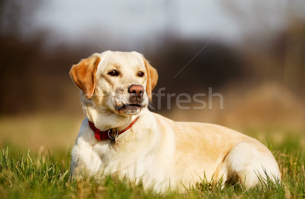 Pedigree dog lying down Stock photo © bigandt