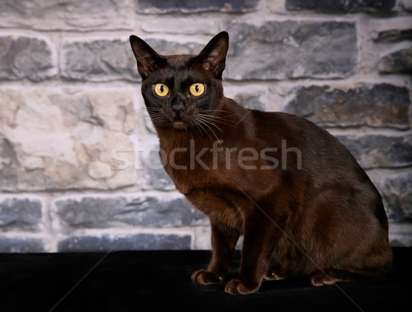 Pisică shot pisica domestica negru Imagine de stoc © bigandt