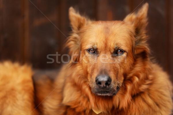 Mixed-bred dog Stock photo © bigandt