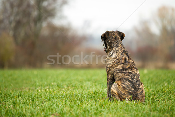 Italiaans bulhond hond riet natuur Stockfoto © bigandt