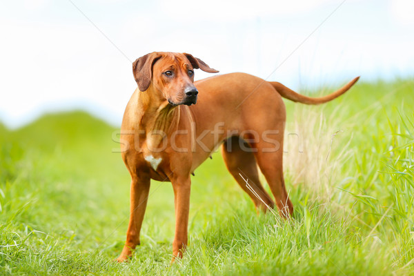 Stockfoto: Hond · voorjaar · natuur · zomer · huisdier · zonnige