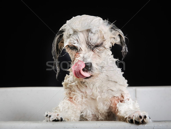 Fajtiszta havanese kutya stúdiófelvétel szalon tiszta Stock fotó © bigandt