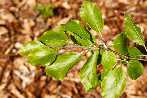 Ramo foglie verdi fresche rosolare foglie albero Foto d'archivio © bigandt