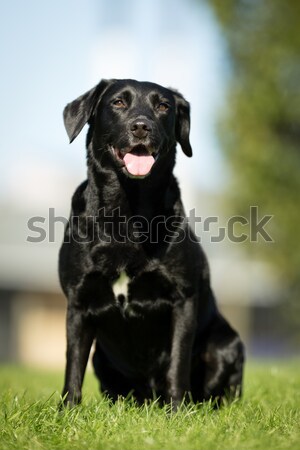 Black labrador retriever Stock photo © bigandt