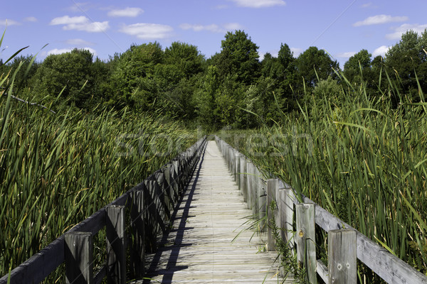 Boardwalk over the marsh Stock photo © bigjohn36