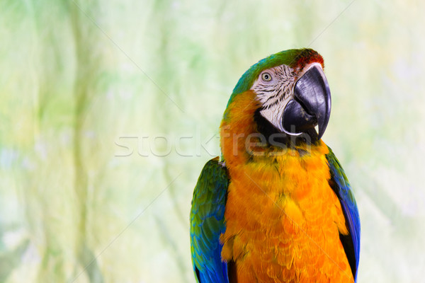 Macaw Parrot Stock photo © bigjohn36