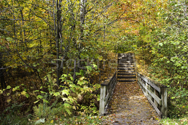 Bridge on the trail in the forest Stock photo © bigjohn36