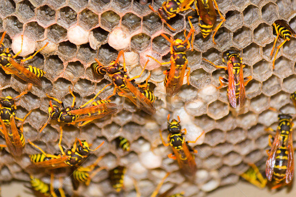 Wespe Nest nächsten Natur arbeiten Insekt Stock foto © bigjohn36