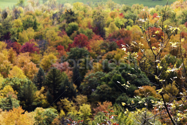 Stockfoto: Kleurrijk · bomen · najaar · blad · achtergrond · schoonheid