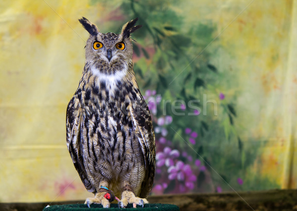 Spotted Eagle-Owl Stock photo © bigjohn36