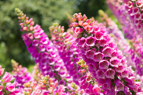 Pink Lupine Flowers in Bloom Stock photo © bigjohn36