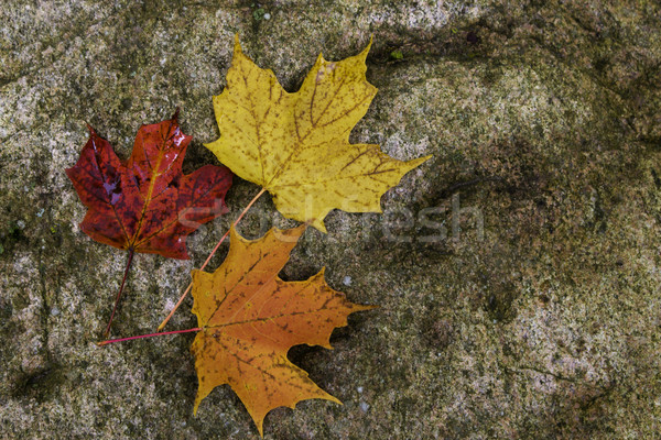 Stock photo: Maple leafs on a rock - background