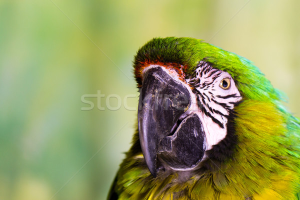 Militar papagaio pássaro cor animal animal de estimação Foto stock © bigjohn36