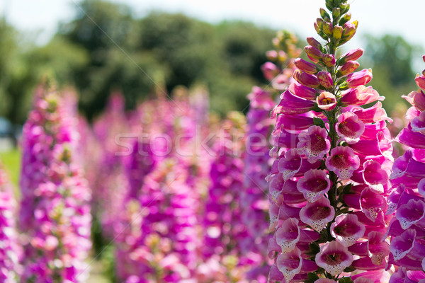 Lupine Flowers Stock photo © bigjohn36