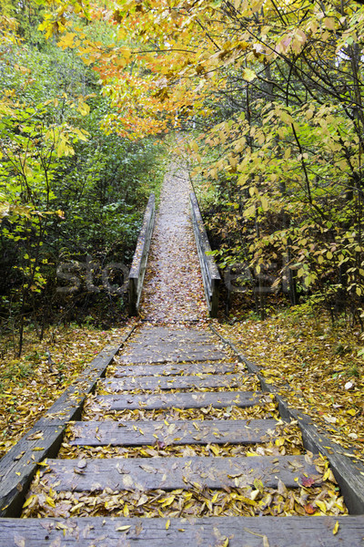 Wooden steps on the trail in the forest Stock photo © bigjohn36