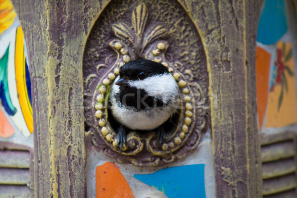 Black-capped chickadee in the birdhouse Stock photo © bigjohn36