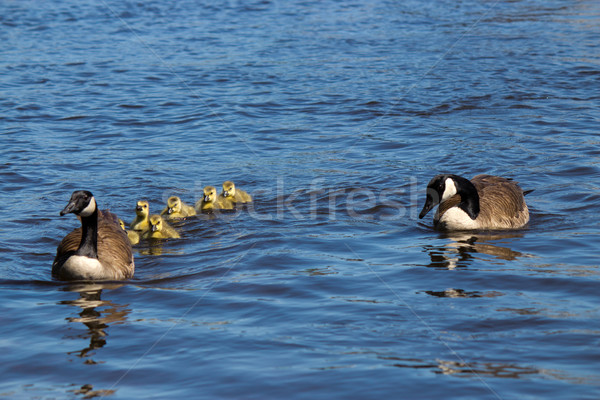 Canadian geese family Stock photo © bigjohn36