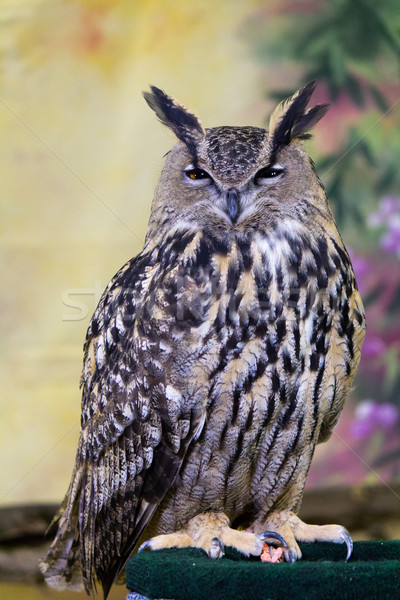 Spotted Eagle-Owl Stock photo © bigjohn36