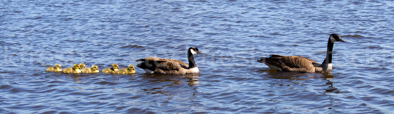 Canadian geese family Stock photo © bigjohn36