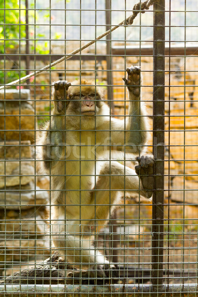 Caged Monkey with sad looking Stock photo © BigKnell