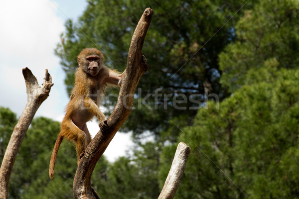 Habeş maymunu şube hayvanat bahçesi maymun hayvan Stok fotoğraf © BigKnell