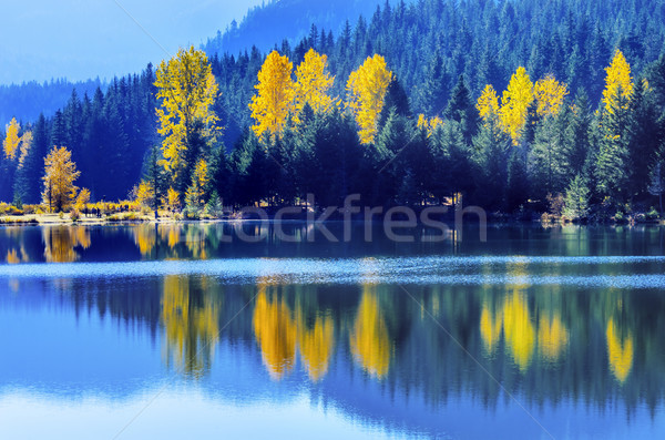 Blue Water Yewllow Trees Gold Lake Autumn Snoqualme Pass Washing Stock photo © billperry