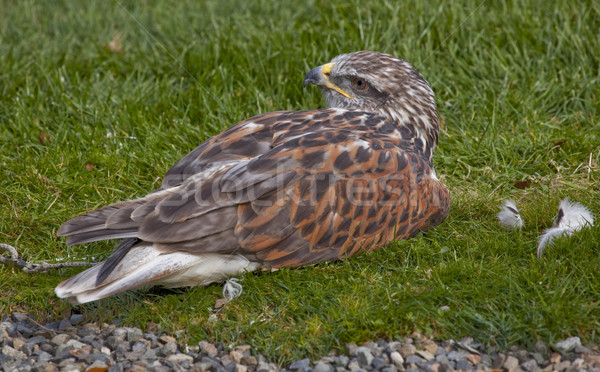 Ferruginous Hawk  Brown Feathers  Stock photo © billperry