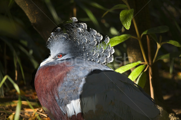 Victoria Crowned Pigeon Blue Feathers Bright Red Eye Stock photo © billperry