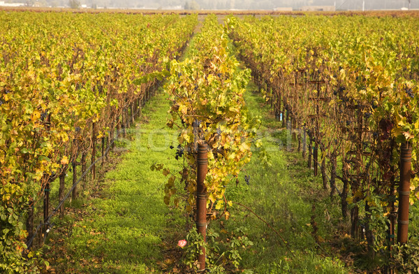 Yellow Leaves Vines Rows Grapes Fall Vineyards Napa California Stock photo © billperry