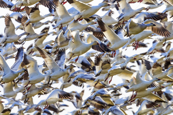 Lift Off Hunderds of Snow Geese Taking Off Flying Stock photo © billperry