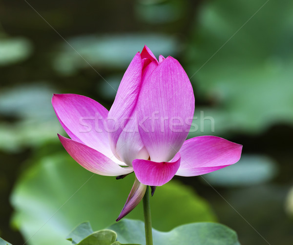 Pink Lotus Close Up Beijing China Stock photo © billperry