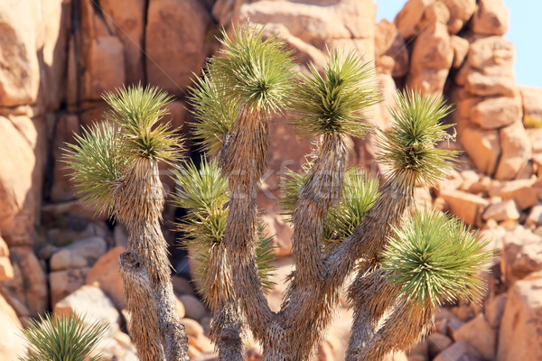 Rocks Yucca  Brevifolia Mojave Desert Joshua Tree National Park  Stock photo © billperry