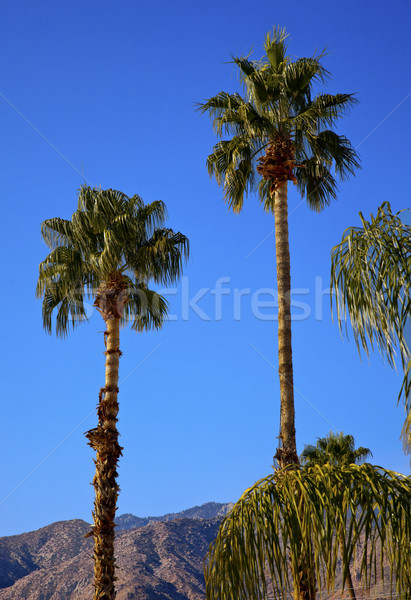 Fan Palms Trees Palm Springs California Stock photo © billperry