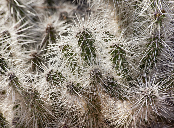 Stock photo: Toothpick Cactus Stetsonia Cornye Needles Desert Botanical Garde