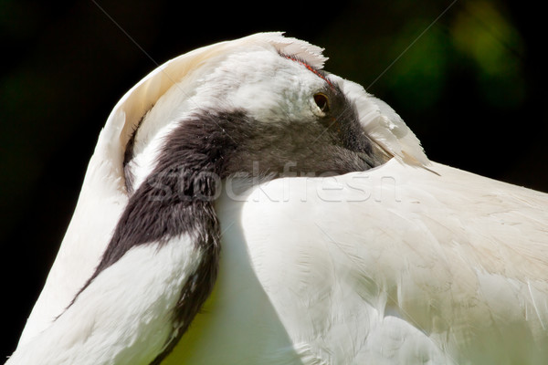 Red Crowned Crane Hiding in White Feathers Grus Japonensis Stock photo © billperry