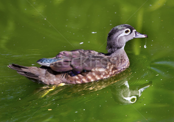 Female Wood Duck with Reflection Stock photo © billperry