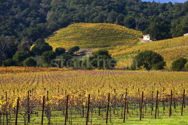 Yellow Vines Green Trees Hills Vineyards Fall White Farmhouse Na Stock photo © billperry